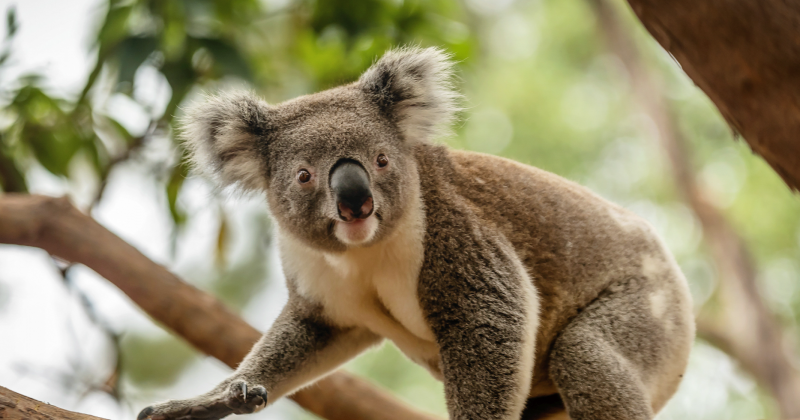 Koala in Tree